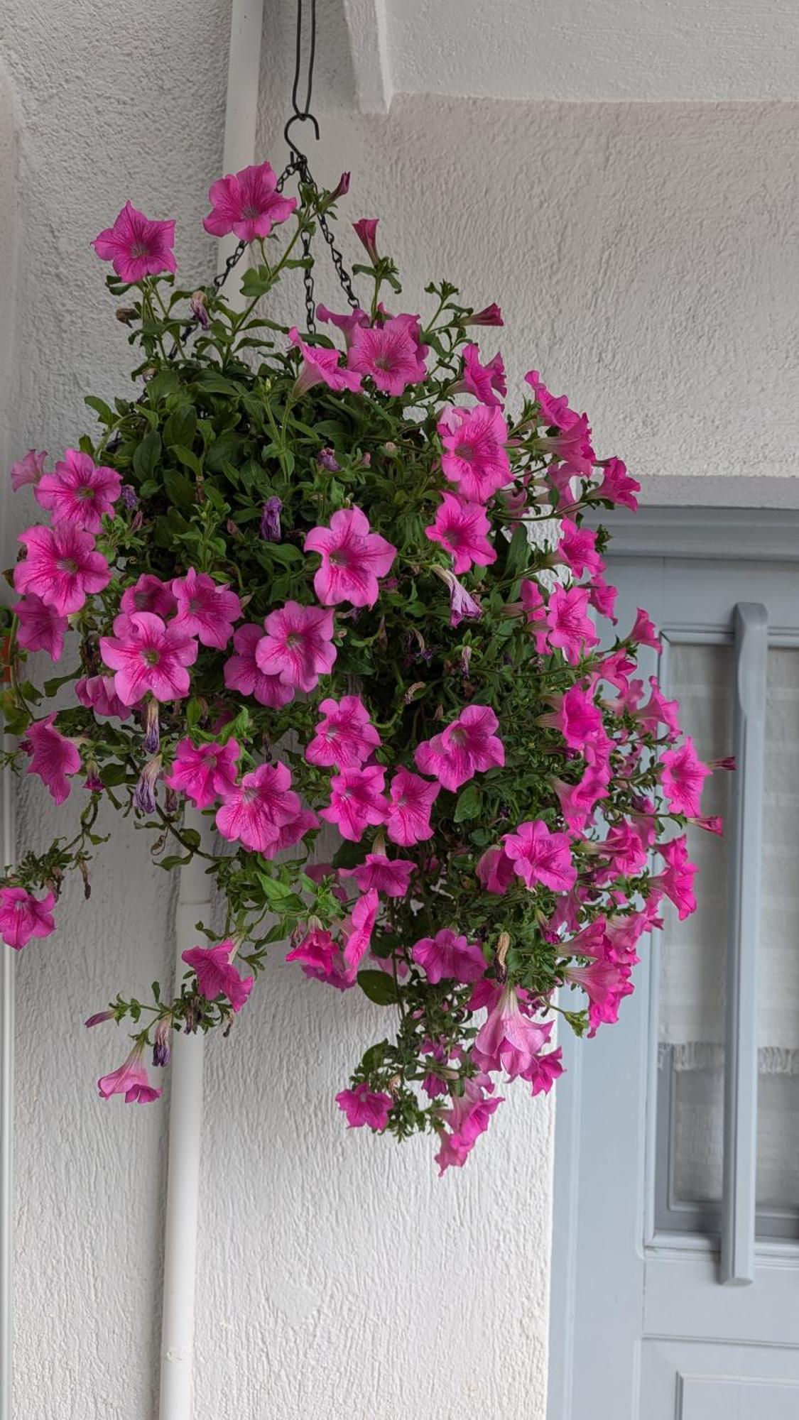 The Botanist Guesthouse Skopelos Town Exterior photo