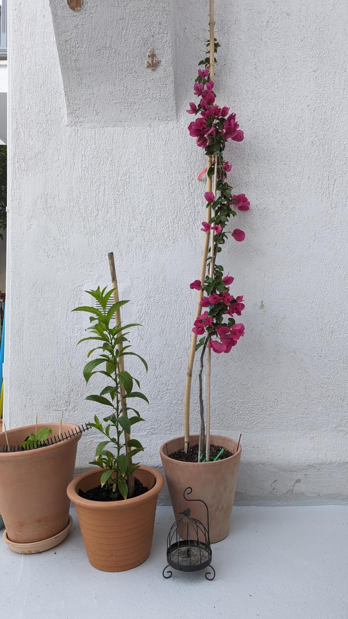 The Botanist Guesthouse Skopelos Town Exterior photo