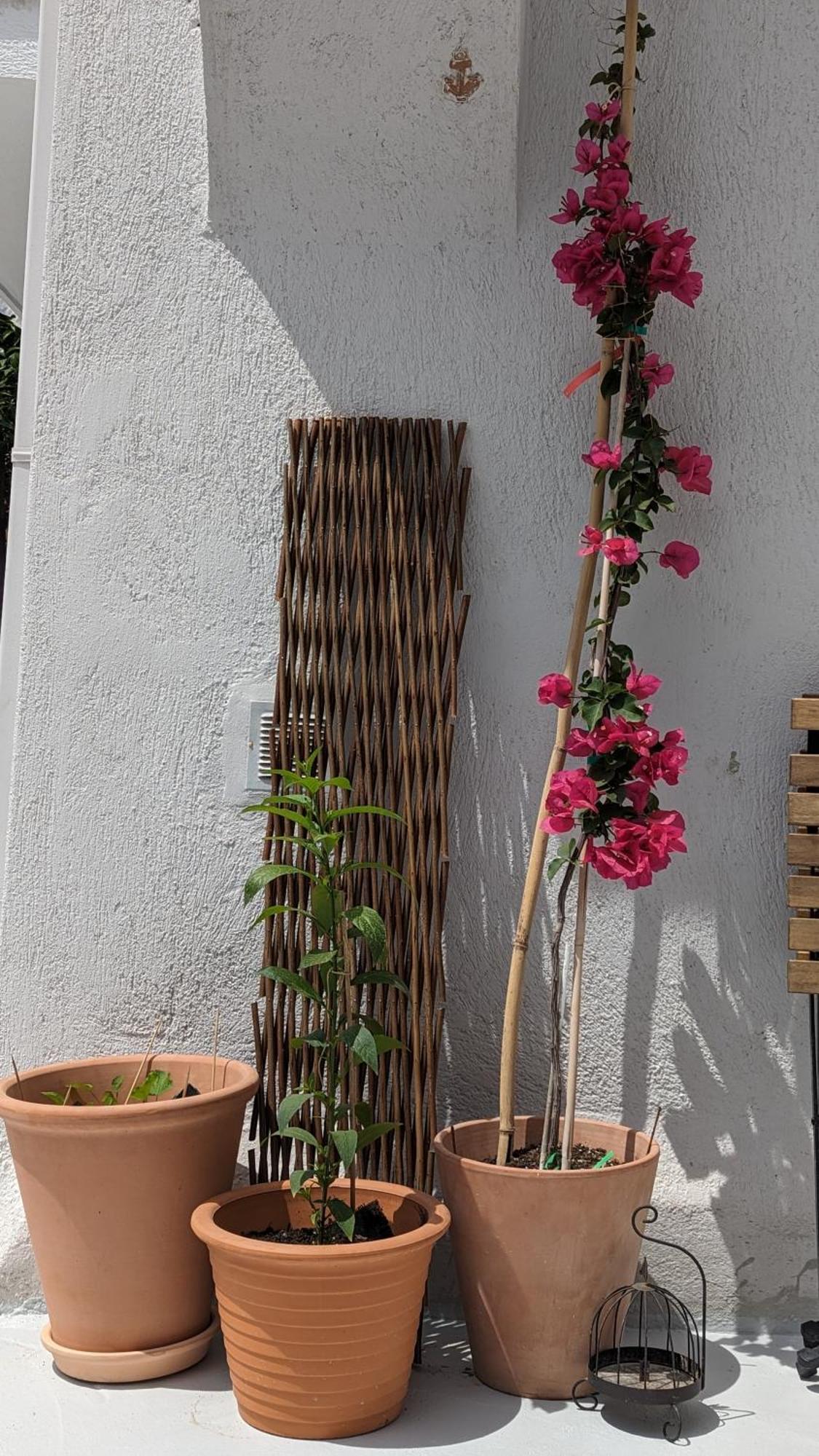 The Botanist Guesthouse Skopelos Town Exterior photo